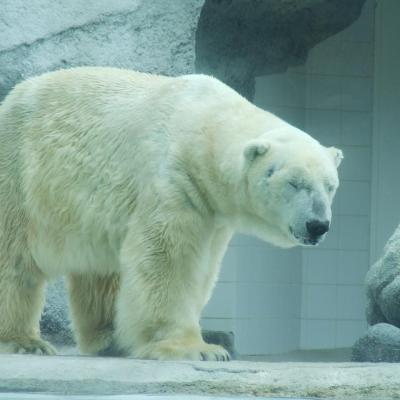 Zoo de La Palmyre 2015