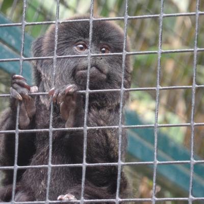 Zoo de La Palmyre 2015